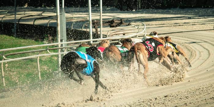 เวลส์จะห้ามการแข่งขัน Greyhound Racing ในขณะที่ส่วนอื่นของสหราชอาณาจักรไม่มีแผนจะทำเช่นนี้