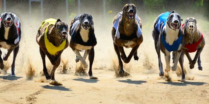 กฎหมายใหม่ในออริกอน ยุติการพนันบน Greyhounds โดยเน้นที่เว็บไซต์ AWD